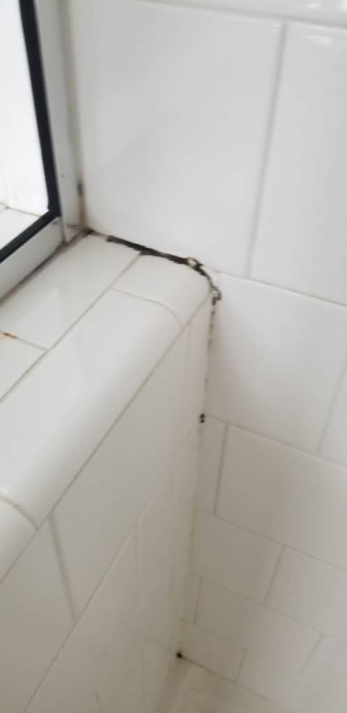 Black mold in shower caulk