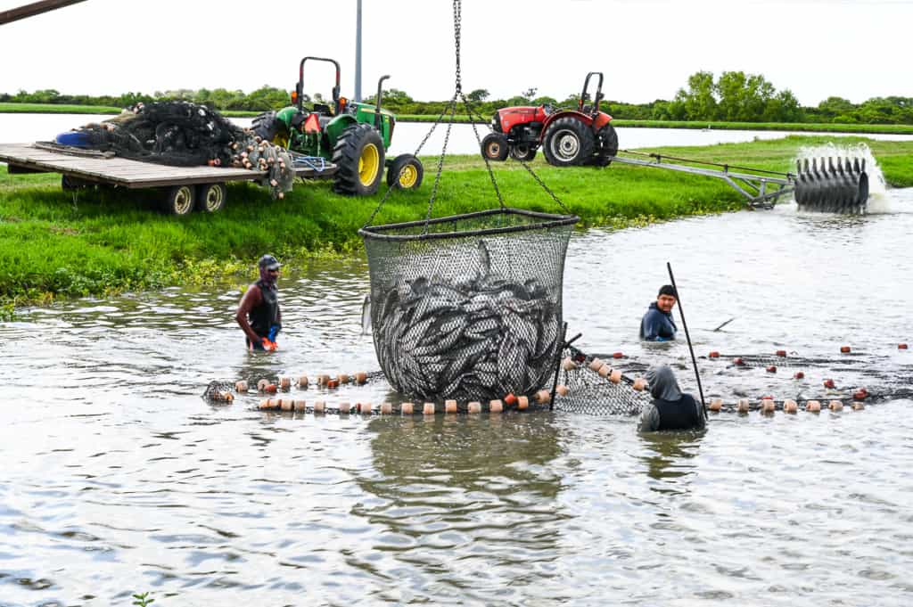 Three workers work to trap catfish in a harvesting sock in a pond.
