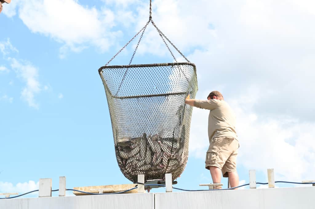 A worker positions a net of catfish over a water tank in his truck.