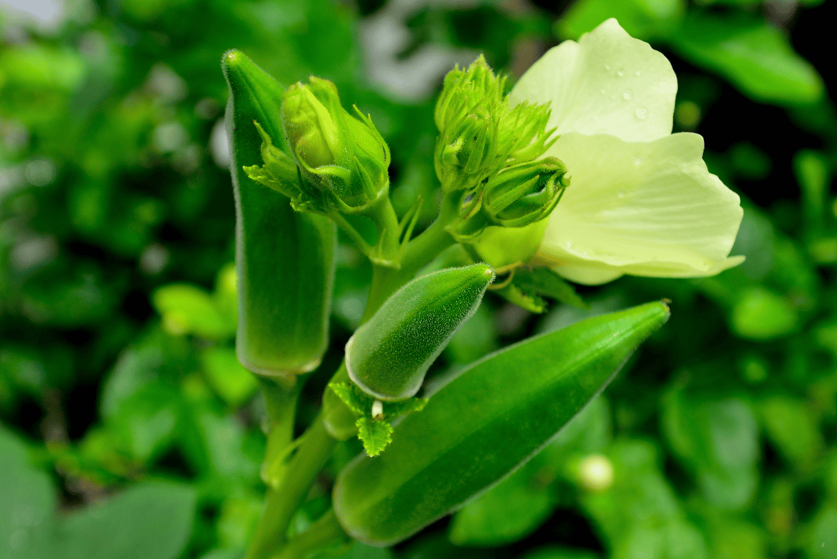 Okra plant with a yellow flower and three okra buds. 