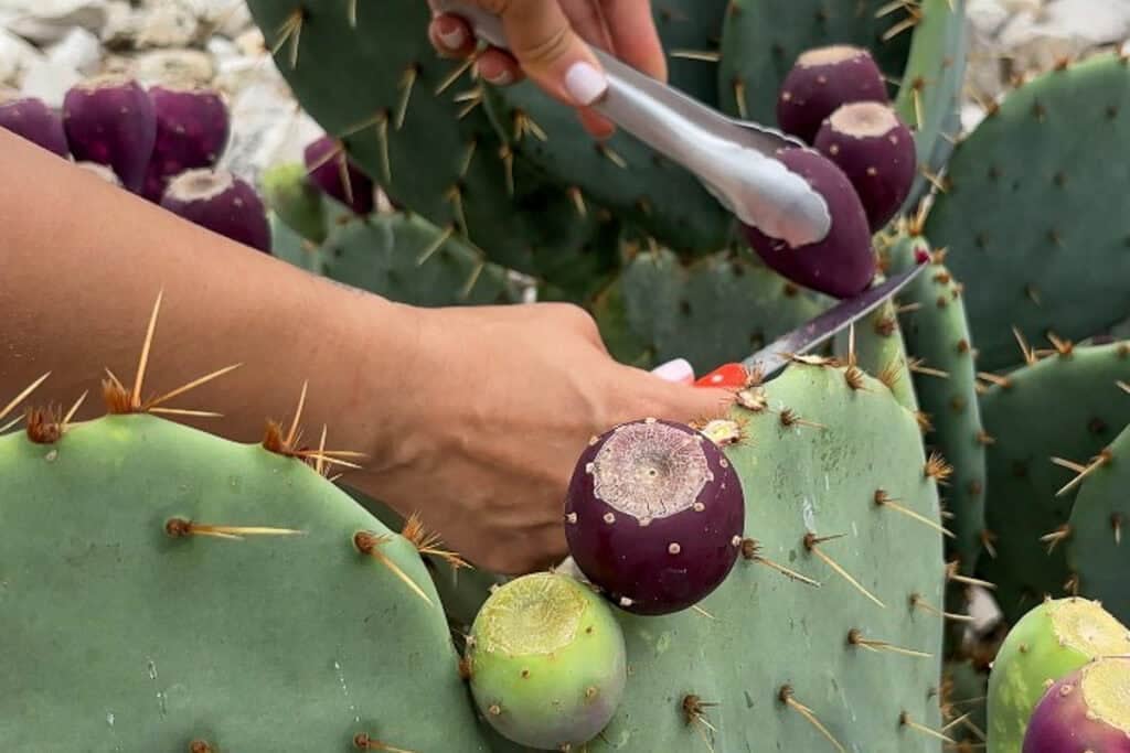 Marta harvests prickly pears from cactus paddles using tongs and a serrated paring knife.